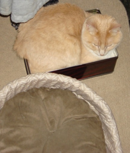 Cat bed? I don't need no stinkin' cat
                            bed